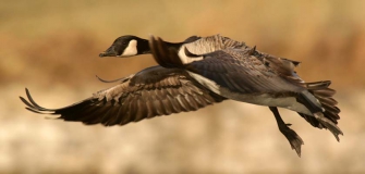 Canada_Goose_in_flight;honker